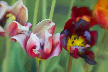 Helle Tulpen, 2018